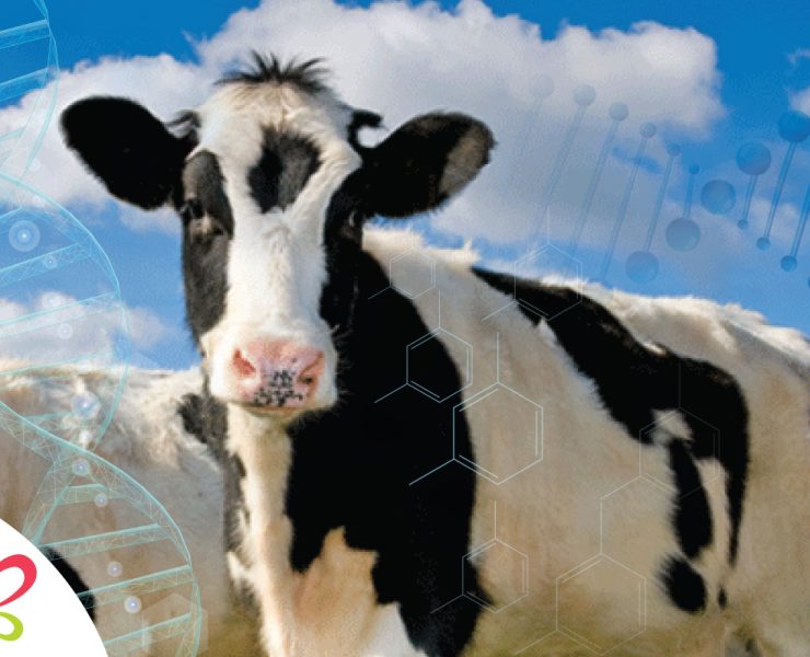 cow-tile